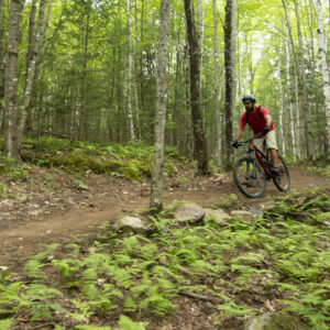 Mountain biker riding through forest at one of the Borderlands destinations