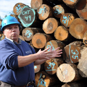 Wood piles at Lyme Timber, sorting yard.