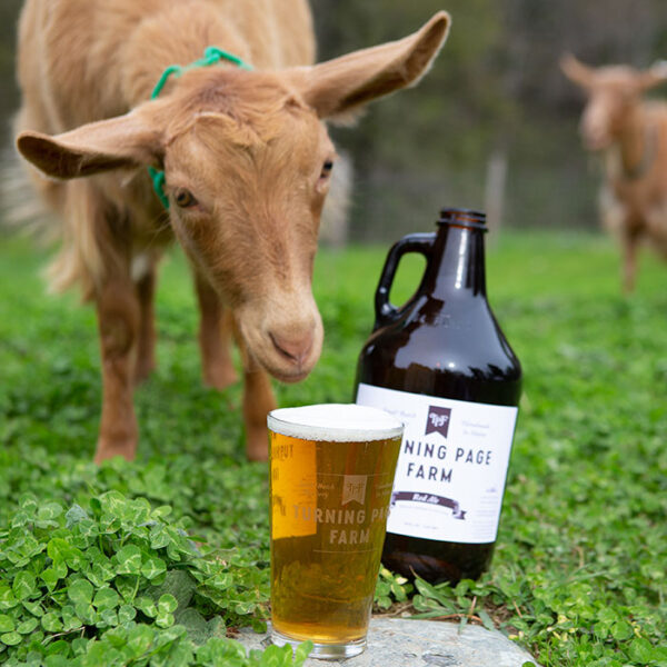 A goat and pint of beer at the Turning Page Farm & Brewery in Monson, Maine