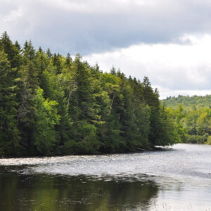 A view of a forest and river