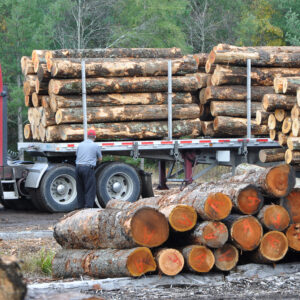 A tractor trailer carrying logs