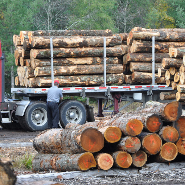 A tractor trailer carrying logs