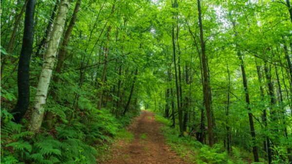 A trail in green forest on Observatory Knob, St. Johnsbury, VT.
