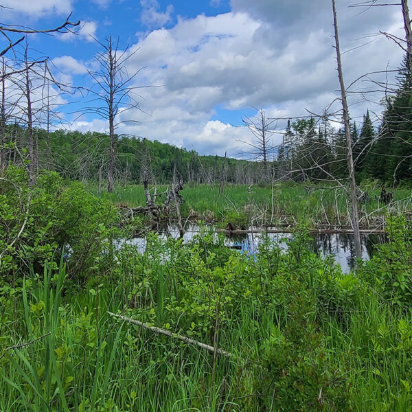 wetlands in a forest