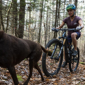 Woman follows her dog on a mountain biking trail in Franconia, NH